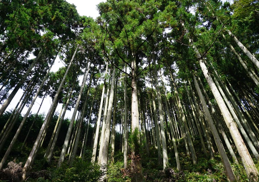 地元天竜の木で家を建てる」ということ | 石牧建築の家づくり | 浜松市で注文住宅なら石牧建築へ｜自然素材・天竜材｜